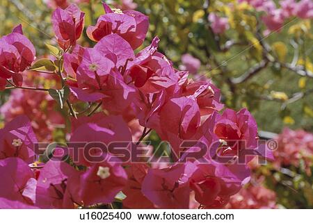Bougainvillea View Large Photo Image Stock Image - Bougainvillea. Fotosearch