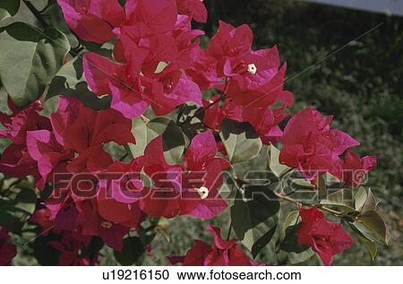 Bougainvillea View Large Photo Image Stock Image - Bougainvillea. Fotosearch
