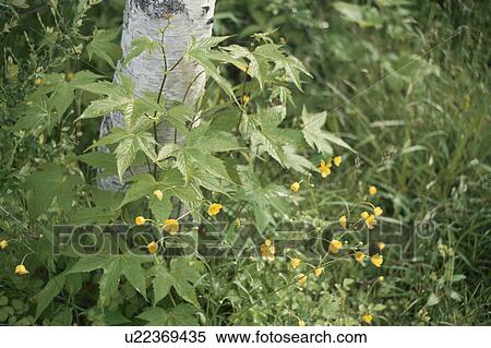Stock Photography - Buttercups. Fotosearch