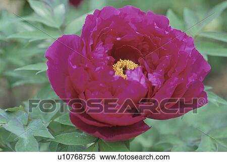 Stock Photograph - Button. Fotosearch