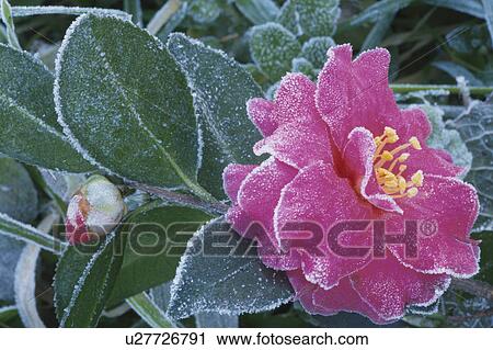 Camellia In Frost View Large Photo Image Stock Image - Camellia In Frost. Fotosearch