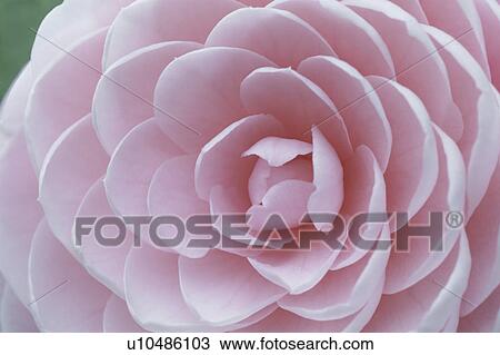 Stock Image - Camellia. Fotosearch