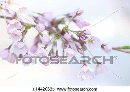 Cherry Blossom View Large Photo Image Stock Photography - Cherry Blossom. Fotosearch