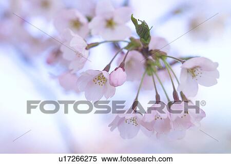 Stock Photography - Cherry Blossom. Fotosearch