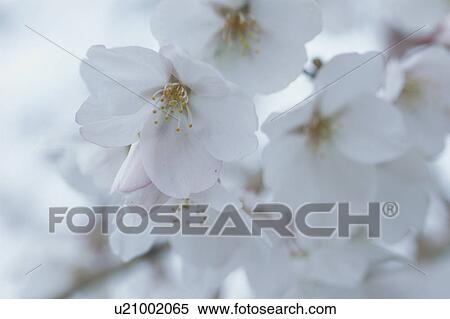 Cherry Tree View Large Photo Image Stock Photography - Cherry Tree. Fotosearch