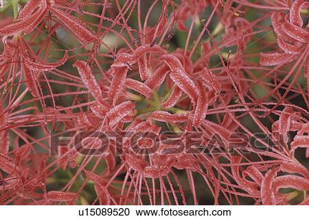 Stock Image - Cluster Amaryllis. Fotosearch