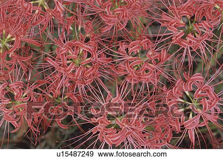 Cluster Amaryllis View Large Photo Image Stock Photo - Cluster Amaryllis. Fotosearch