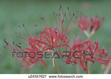 Cluster Amaryllis View Large Photo Image Stock Photo - Cluster Amaryllis. Fotosearch