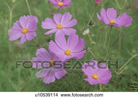 Picture - Cosmos. Fotosearch
