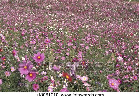 Cosmos View Large Photo Image Stock Image - Cosmos. Fotosearch