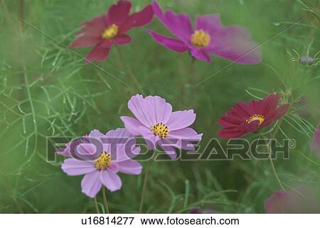 Stock Photo - Cosmos. Fotosearch