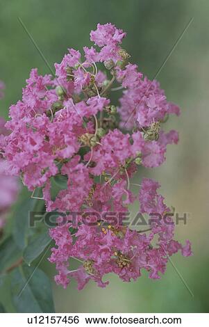 Stock Photograph - Crape Myrtle. Fotosearch