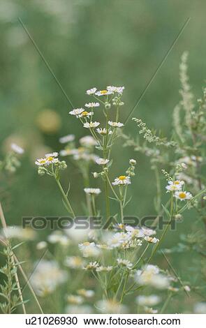 Stock Image - Daisies. Fotosearch
