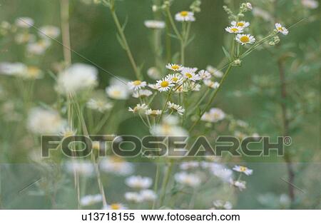 Stock Photography - Daisies. Fotosearch