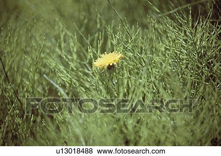 Dandelion And Grasses View Large Photo Image Stock Photo - Dandelion And Grasses. Fotosearch