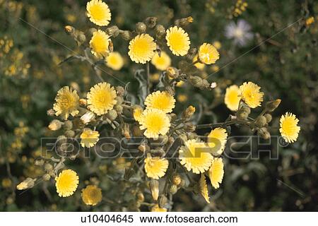 Stock Photography - Dandelion. Fotosearch