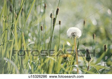 Stock Photograph - Dandelions In Grass. Fotosearch