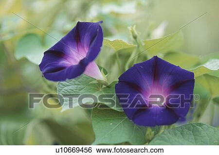 Dark Blue Morning Glories View Large Photo Image Stock Photograph - Dark Blue Morning Glories. Fotosearch