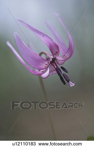 Stock Image - Erythronium Japonicum. Fotosearch