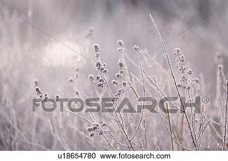 Stock Image - Field Of Dry Grasses. Fotosearch