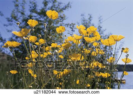 Flower View Large Photo Image Picture - Flower. Fotosearch