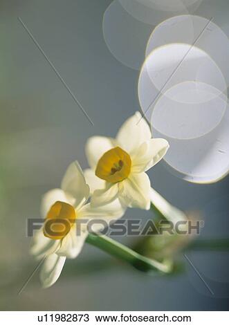 Flower View Large Photo Image Stock Image - Flower. Fotosearch