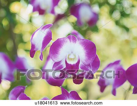 Flower View Large Photo Image Stock Image - Flower. Fotosearch