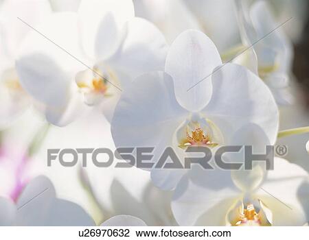 Flower View Large Photo Image Stock Image - Flower. Fotosearch