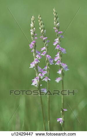 Flower View Large Photo Image Stock Photo - Flower. Fotosearch