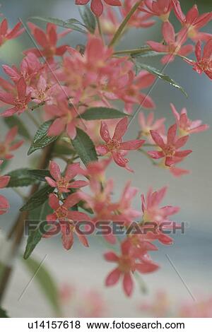Flower View Large Photo Image Stock Photo - Flower. Fotosearch