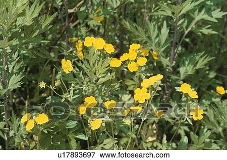 Stock Photo - Flower. Fotosearch