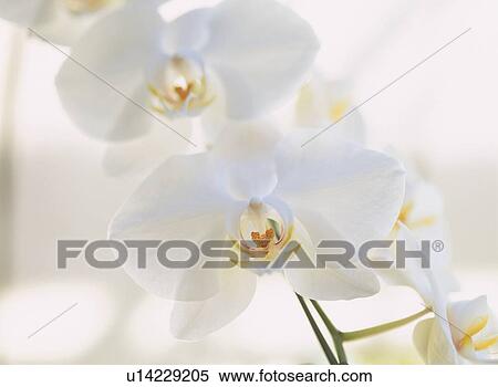 Flower View Large Photo Image Stock Photography - Flower. Fotosearch