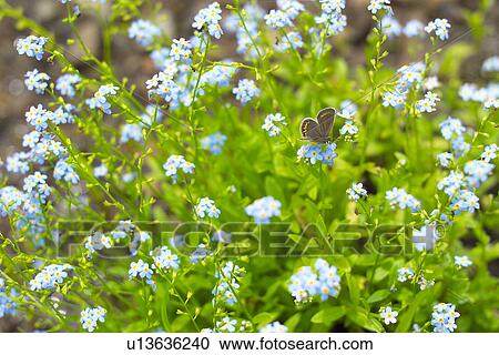 Stock Image - Forget-Me-Not. Fotosearch