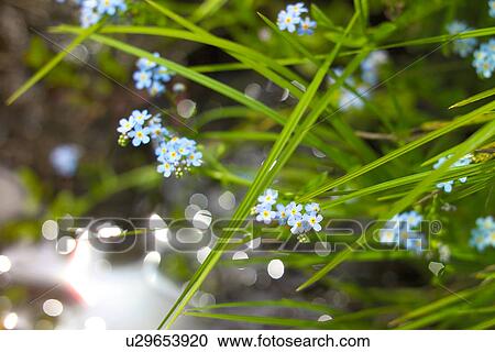 Forget-Me-Not View Large Photo Image Stock Image - Forget-Me-Not. Fotosearch