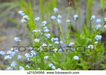Stock Photograph - Forget-Me-Not. Fotosearch