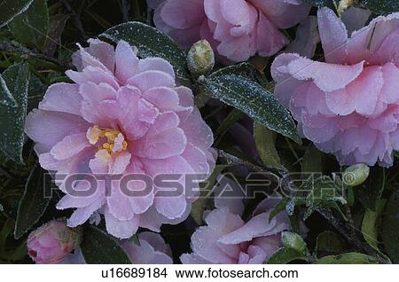 Frost On Camellias View Large Photo Image Picture - Frost On Camellias. Fotosearch