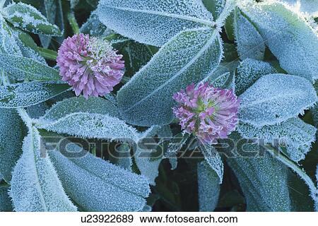 Frost On Red Clover View Large Photo Image Stock Photo - Frost On Red Clover. Fotosearch