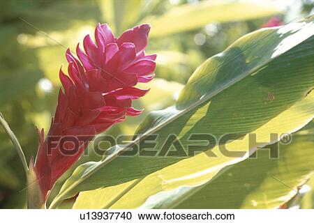Ginger View Large Photo Image Stock Image - Ginger. Fotosearch