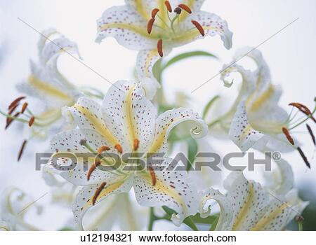 Golden-Rayed Lily View Large Photo Image Stock Image - Golden-Rayed Lily. Fotosearch