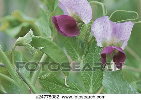 Green Peas And A Flower View Large Photo Image Stock Image - Green Peas And A Flower. Fotosearch