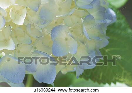 Picture - Hydrangea. Fotosearch