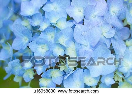 Stock Image - Hydrangea. Fotosearch