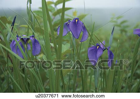 Irises View Large Photo Image Stock Image - Irises. Fotosearch