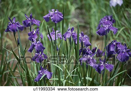 Japanese Iris View Large Photo Image Picture - Japanese Iris. Fotosearch