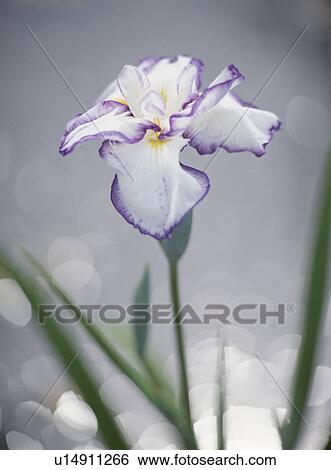 Stock Photograph - Japanese Iris. Fotosearch