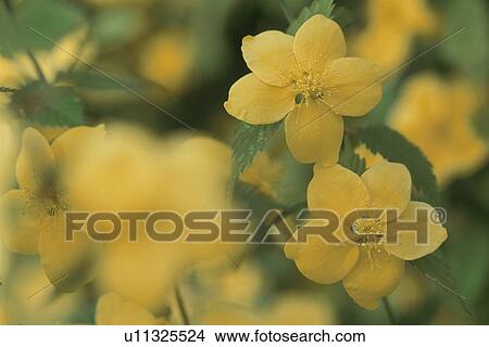 Picture - Kerria. Fotosearch