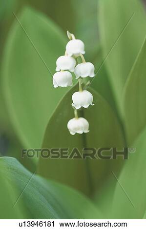 Stock Image - Lily Of The Valley. Fotosearch