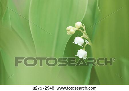 Lily Of The Valley View Large Photo Image Stock Photo - Lily Of The Valley. Fotosearch