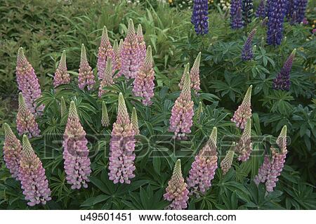 Stock Image - Lupin. Fotosearch