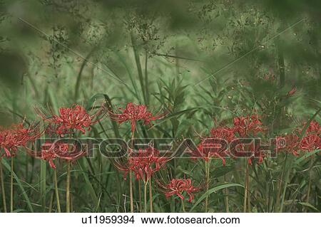 Lycoris Radiata View Large Photo Image Picture - Lycoris Radiata. Fotosearch